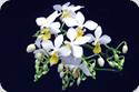 Phal. equestris var. aurea